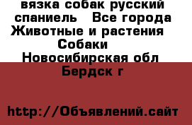 вязка собак русский спаниель - Все города Животные и растения » Собаки   . Новосибирская обл.,Бердск г.